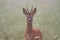 Roe deer, capreolus capreolus, in the mist.