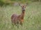 Roe Deer Capreolus capreolus in tall grass