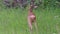 Roe deer, Capreolus capreolus. Wild roe deer in nature