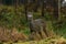 Roe deer, Capreolus capreolus on on a woodland during autumn