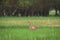 Roe deer (Capreolus capreolus) - a young roe deer stands among the green grass in a wet glade