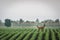 Roe deer couple in soybean field in spring. European wildlife.