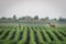 Roe deer couple in soybean field in spring. European wildlife.