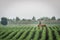 Roe deer couple in soybean field in spring. European wildlife.