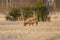 Roe deer on a crop field