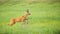 Roe deer disturbed on the vibrant green meadow in summer