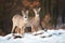 Roe deer doe and buck looking at camera in wintertime