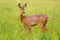 Roe deer doe chewing grass on a green meadow in spring nature.