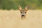 Roe deer doe female wildlife Capreolus capreolus eyes beautiful face antlers fawn western roe deer male European graze