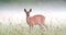 Roe deer doe grazing on wet meadow early in the morning with mist in background