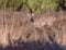 Roe deer doe in moult standing in sunlight between heather.