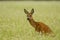 Roe deer doe sitting in buckwheat