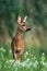 Roe deer doe standing on blossoming meadow and chewing green leaf in mouth.