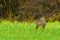 Roe deer-doe standing in dewy grass
