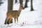 Roe deer doe standing in forest in wintertime nature.