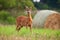 Roe deer doe standing on hay field in summer nature.