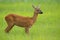 Roe deer doe in summer standing on a meadow with green grass looking away