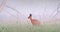 Roe deer doe walking through foggy morning nature.