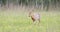 Roe deer doe walking on a green meadow from front view and coming closer