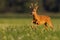 Roe deer in dynamic movement on pasture in sunset.