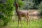 Roe deer eating acorns from the tree, Capreolus capreolus.