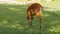 Roe deer eats grass