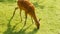 Roe deer eats grass