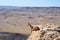 ROE deer on the edge of a cliff