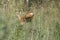 Roe deer escaping from the photographer