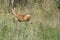 Roe deer escaping from the photographer