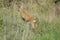 Roe deer escaping from the photographer