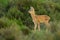 Roe deer Fawn