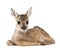 Roe Deer Fawn in front of a white background