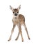Roe Deer Fawn in front of a white background