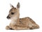 Roe deer Fawn lying down - Capreolus capreolus (15