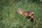 Roe deer fawn standing in grass field