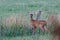 Roe deer fawn stands on meadow and looks curiously