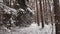 Roe deer female and fawn passing by in the snowy forest