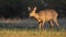 Roe deer female walking slowly on a green meadow illuminated by morning sun.