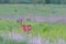 Roe Deer in a field with grass