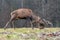 Roe deer fight the root of the tree