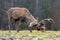 Roe deer fight the root of the tree