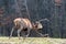 Roe deer fight the root of the tree