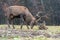 Roe deer fight the root of the tree