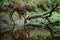 Roe deer in forest, Capreolus capreolus.