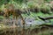 Roe deer in forest, Capreolus capreolus. Wild roe deer