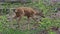 Roe deer in forest, Capreolus capreolus. Wild roe deer in nature