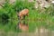 Roe deer at forest pond