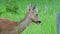 Roe deer in grass, Capreolus capreolus. Wild roe deer in nature