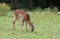 Roe deer grazing alpine meadow grass